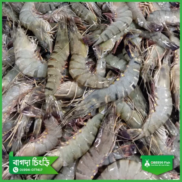 Bagda-Chingri-M