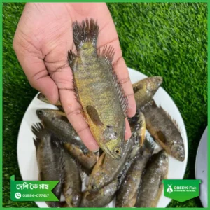 Deshi Koi Mach