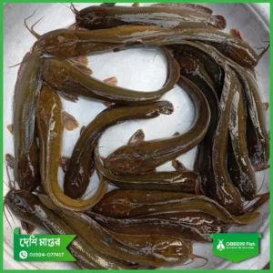 Deshi-Magur