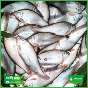 Foli-Large-8-10-pcs