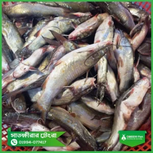 Tengra-Satkhira